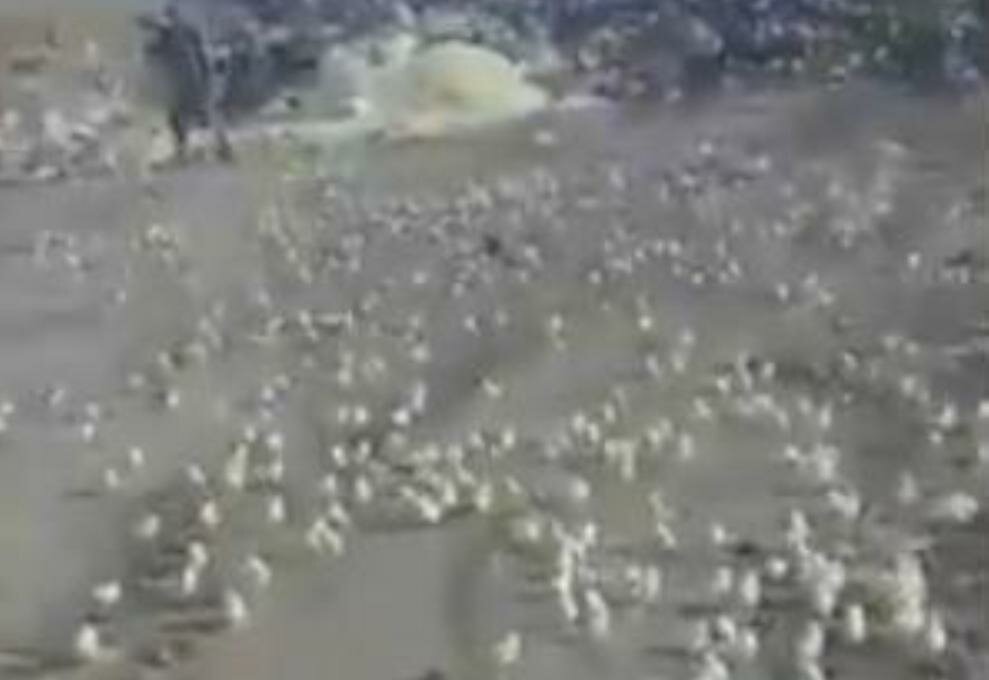 ​B Гpyзии на свалке из выброшенных яиц вылупились тысячи цыплят - невероятные кадры
