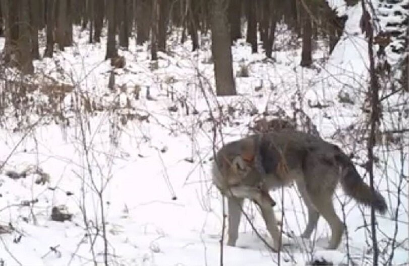 Чернобыль, Украина, Россия, волки, видео, радиация, заражение, угроза