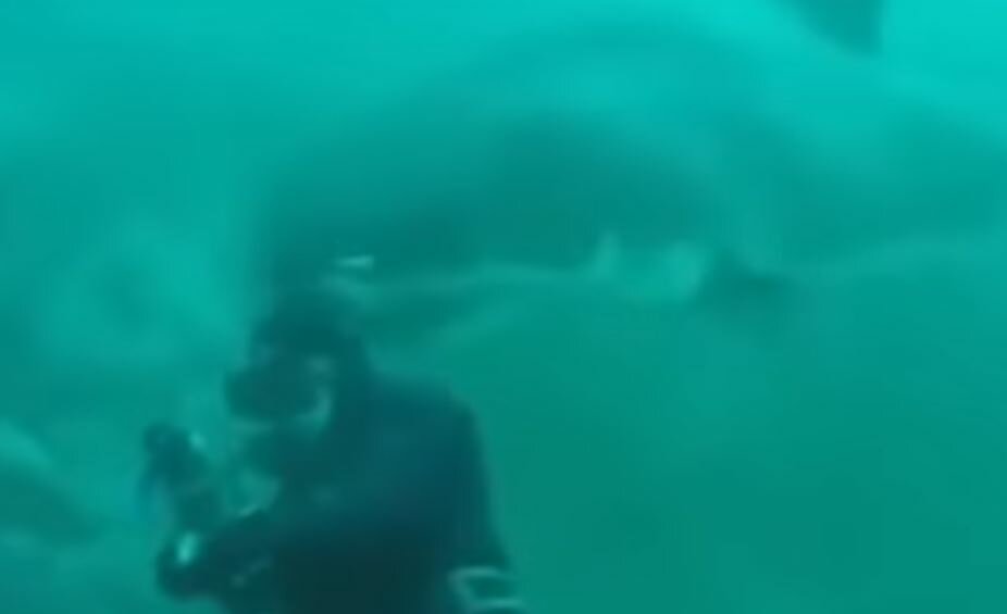 Акула едва не обезглавила дайвера на глазах у его сына – опубликованы пугающие кадры