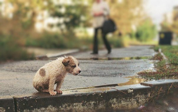 Безжалостная переписка живодерок из Хабаровска, измучивших и убивших кошек и собак: "Мы так давно не убивали. Нужно выпустить кому-нибудь кишки"