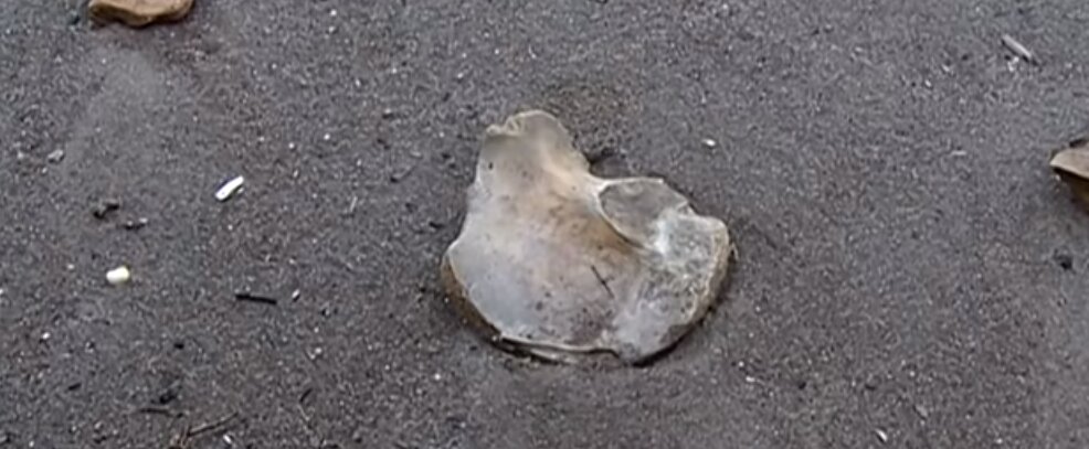 В Пермском крае нашли пляж, заваленный человеческими костями, - кадры