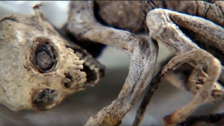 Детеныш инопланетных цивилизаций: фермер поймал в ловушку существо, напоминающее помесь человека и мыши