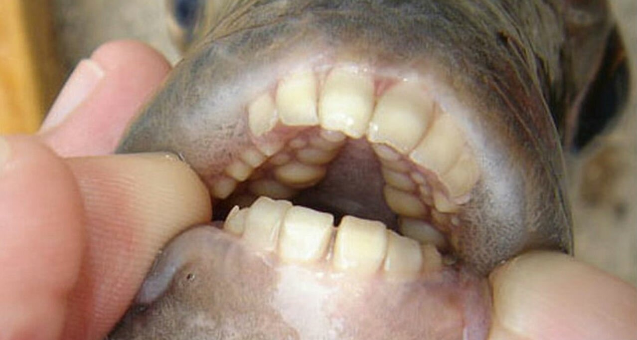 Аномальный инцидент в Зеленограде: местные рыбаки выудили мутанта с человеческими зубами – кадры 