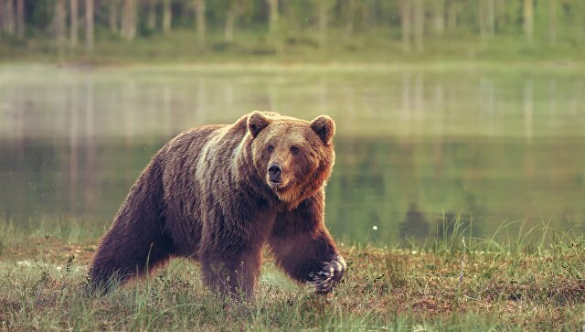 ​Жуткий инцидент под Иркутском: медведь откусил руку пьяному мужчине, решившему покормить зверя