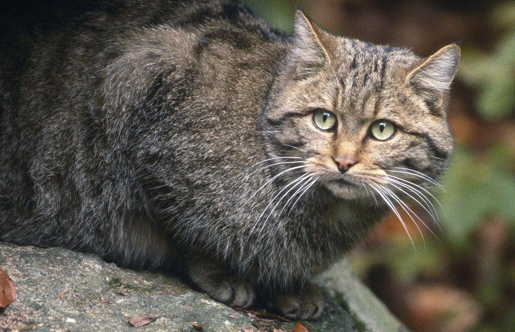 Необыкновенный кот в Шотландии поразил ученых своими размерами - уникальное фото и видео 