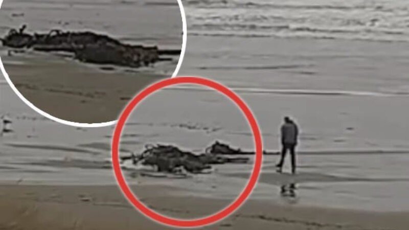 На берег выбросило останки морского исполина: в Орегоне жители нашли 10-метрового монстра – кадры 