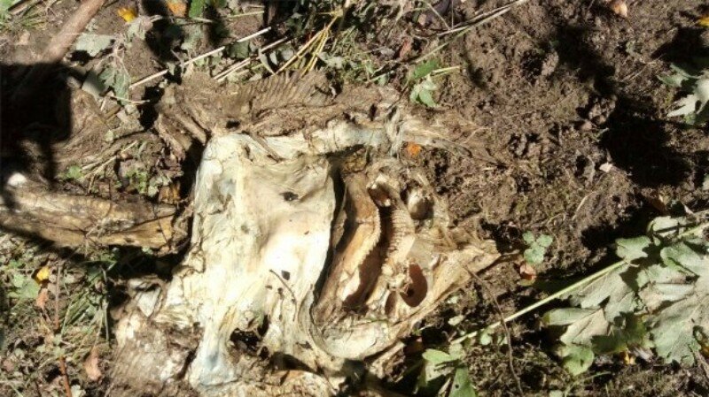 В Соколе местные жители нашли останки неведомого странного существа с крыльями и копытами 