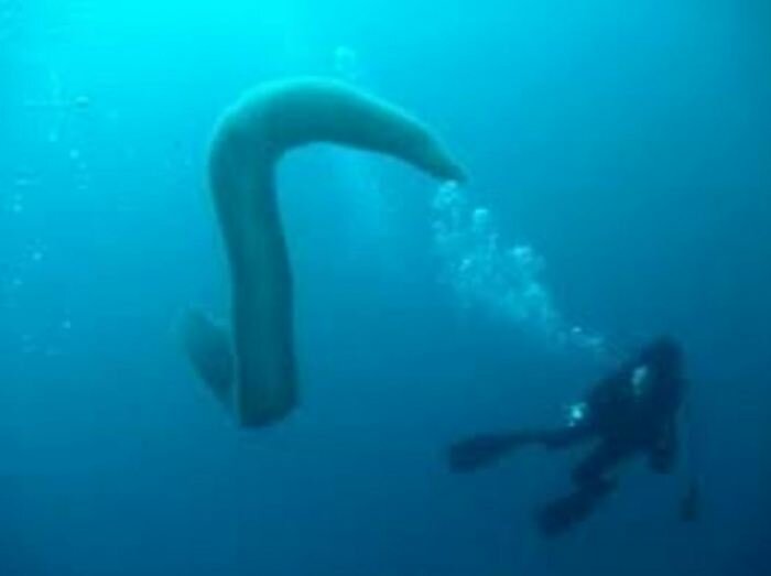 В австралийских водах обитает 3-метровое существо, которое напоминает по очертаниям гигантскую трубу