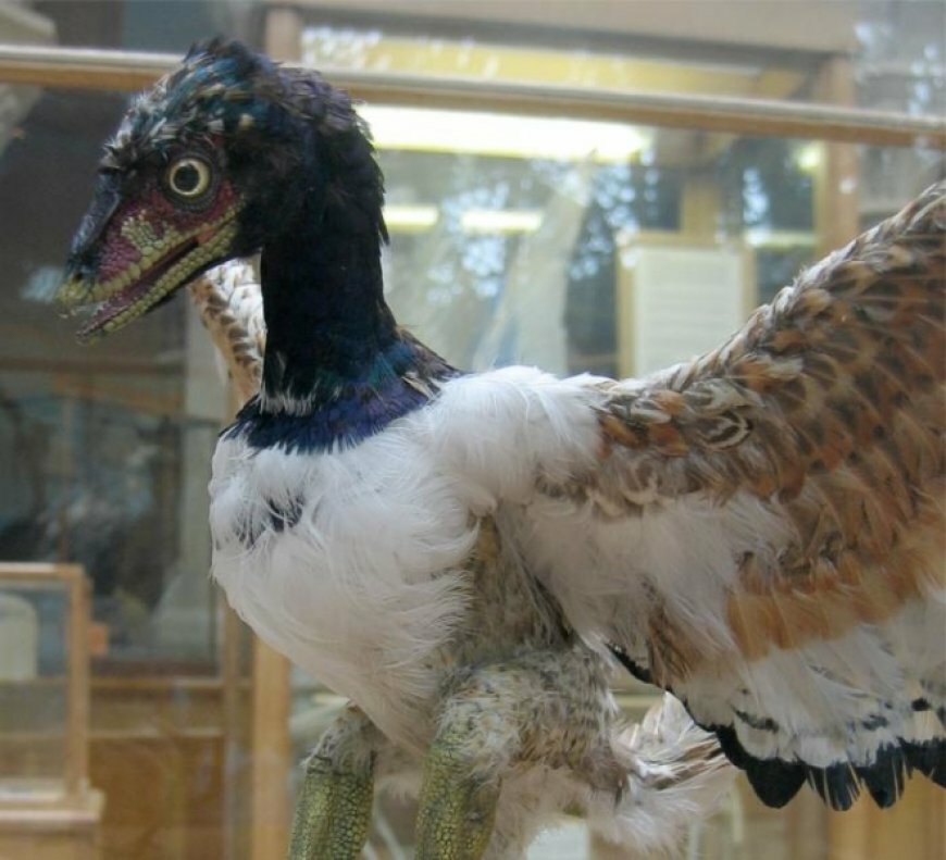 Ученые раскрыли один из важнейших секретов о древних птицах, обитавших в эру динозавров 