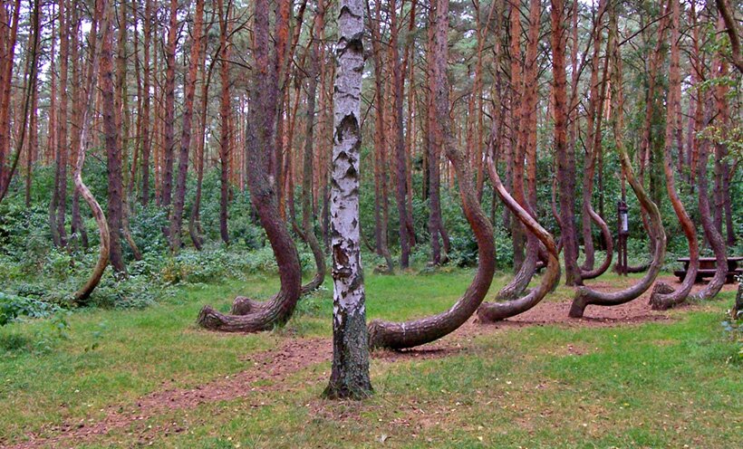 Ученые не могут разгадать феномен кривого леса в Польше 