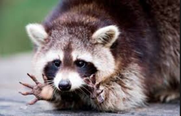 На Украине цирковые еноты напились "в стельку" и разгромили магазин алкоголя - появились редкие кадры