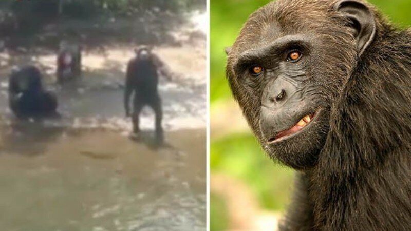 Животные в руках спецслужб США: на острове найдены шимпанзе, над которыми проводили опыты 40 лет назад