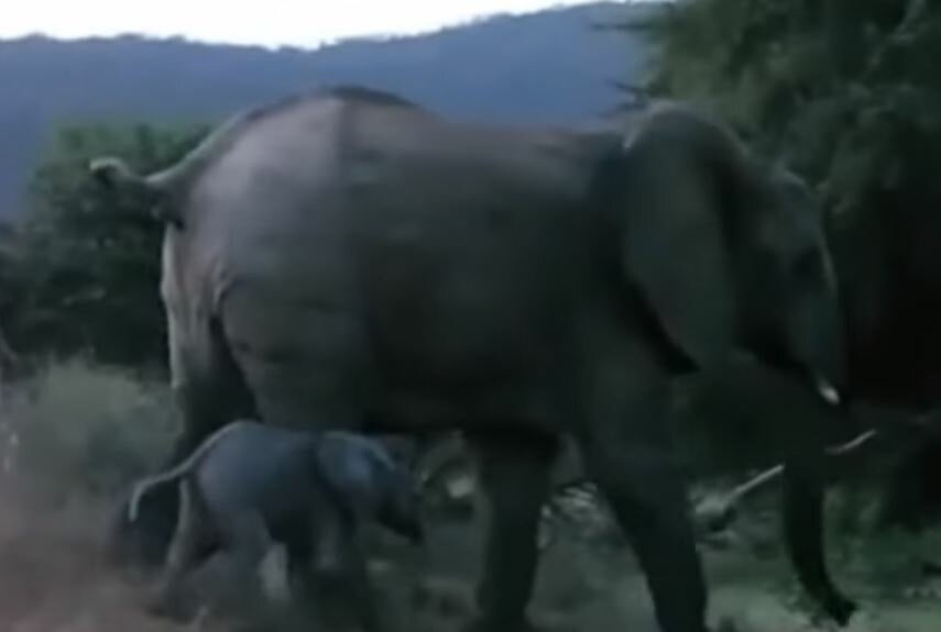 Храбрая слониха молниеносной реакцией спасла жизнь своему детенышу – кадры