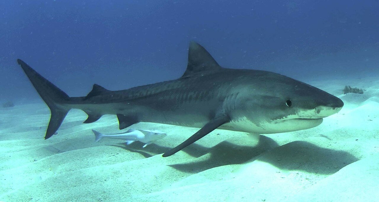 Кадры не для слабонервных: на Багамах акула укусила дайвера за голову