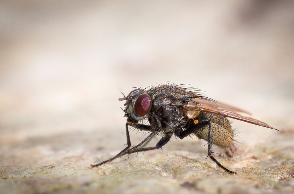 Смерть от мухи: ученые объяснили, как может маленькое насекомое убить человека 