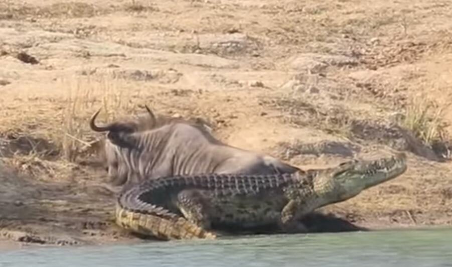 В Африке пойманная крокодилом антилопа получила неожиданную помощь со стороны – кадры