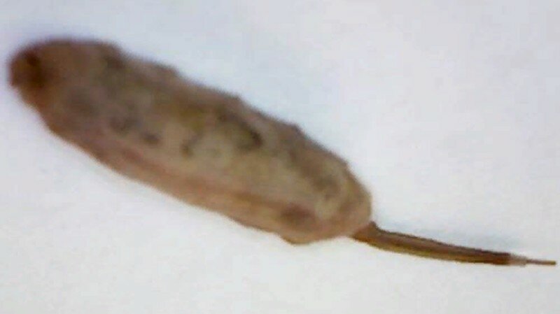 Мутант в Великобритании: женщина на пороге собственного дома выявила червя с крысиным хвостом – кадры 