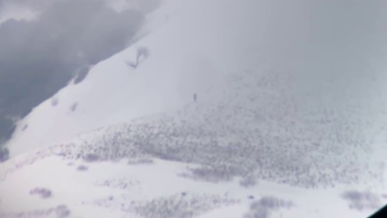 Встреча с мистическим созданием: туристы увидели трехметрового йети на 2500-метровой высоте – кадры