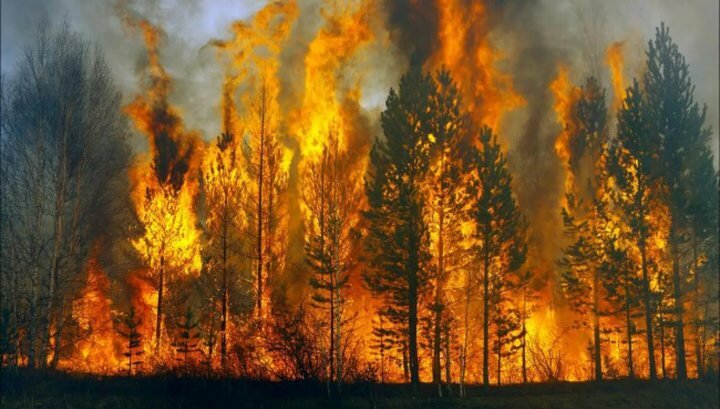 Стихийные пожары в Калифорнии: тысячи домов разрушены, погибли десятки людей