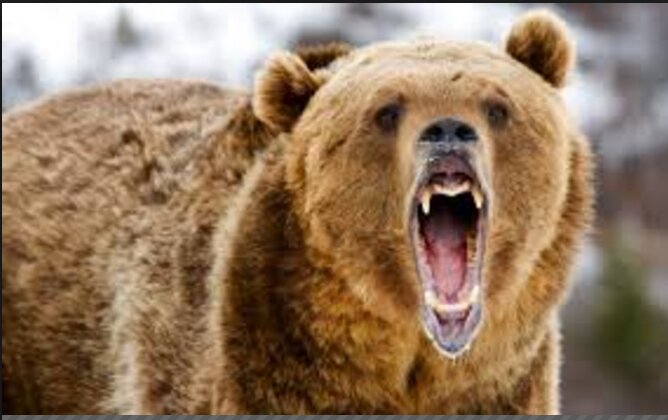 На Камчатке медведь изуродовал туриста, отдыхавшего на природе: полиция поведала о его состоянии