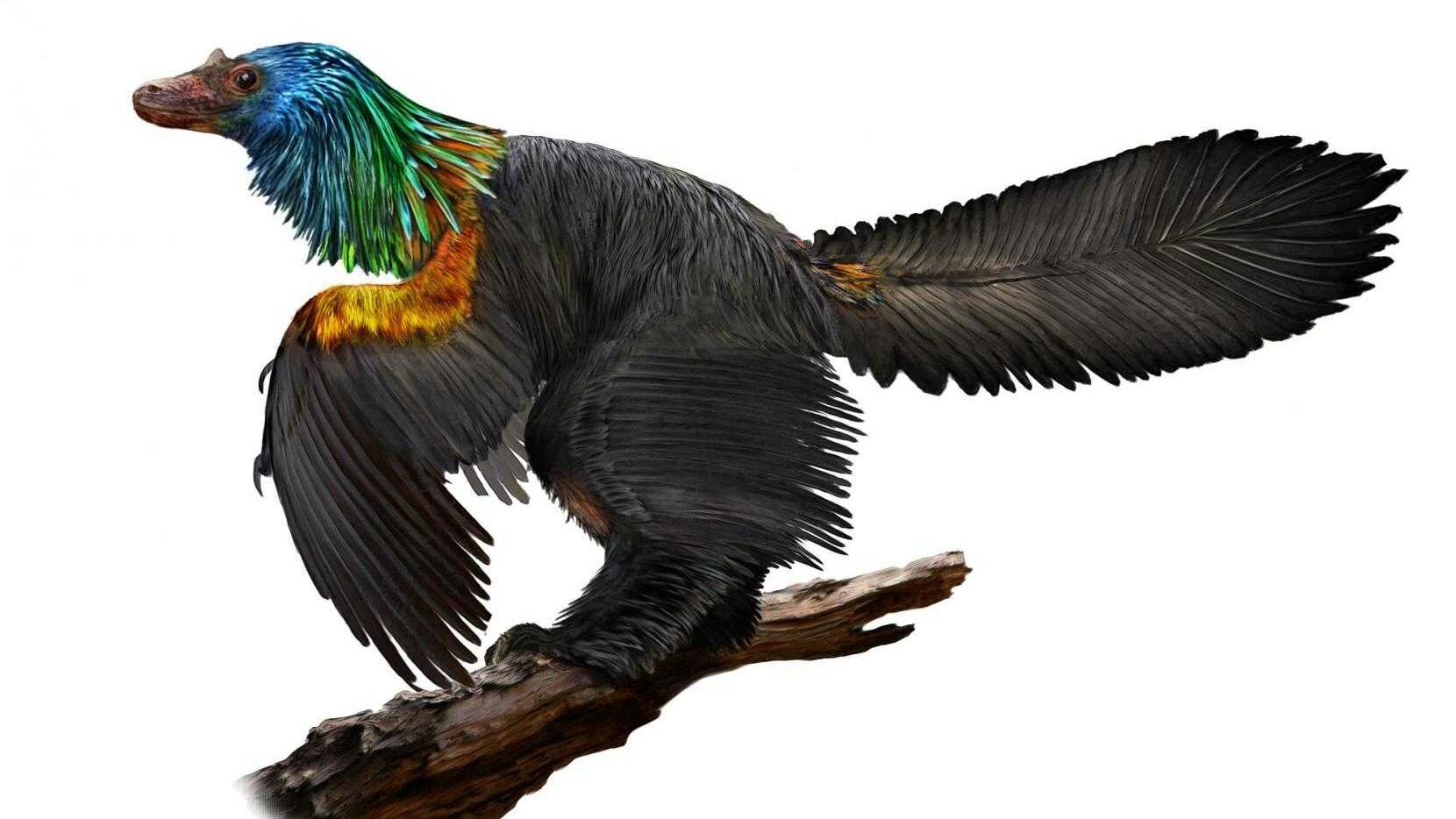Радуга с хохолком: небольшой оперенный динозавр удивил палеонтологов красочностью "наряда" - кадры