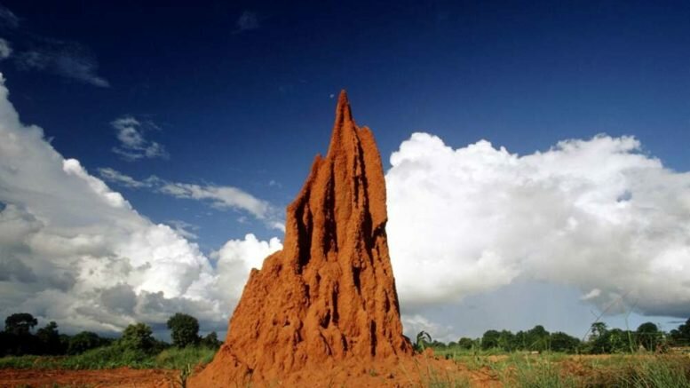 Чудо, равное по объемам четырем пирамидам Хеопса: в Бразилии располагается термитник, видимый из космоса 