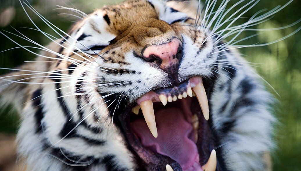 ​Сотрудница московского цирка решила покормить тигра, но сама чуть не стала его обедом