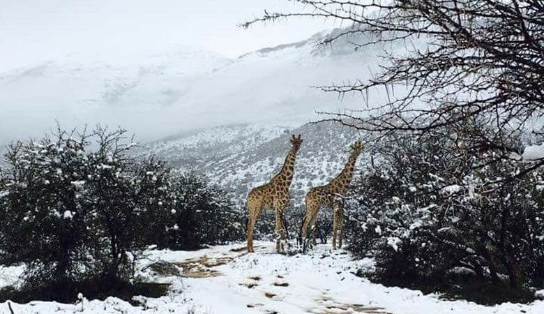 Экзотические животные и растения устланы снегом: на ЮАР внезапно обрушился снегопад – кадры 