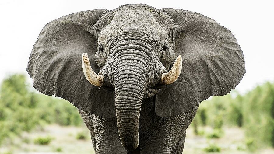 В Таиланде два слона чудом уцелели в массовой гибели всего стада – душераздирающие кадры