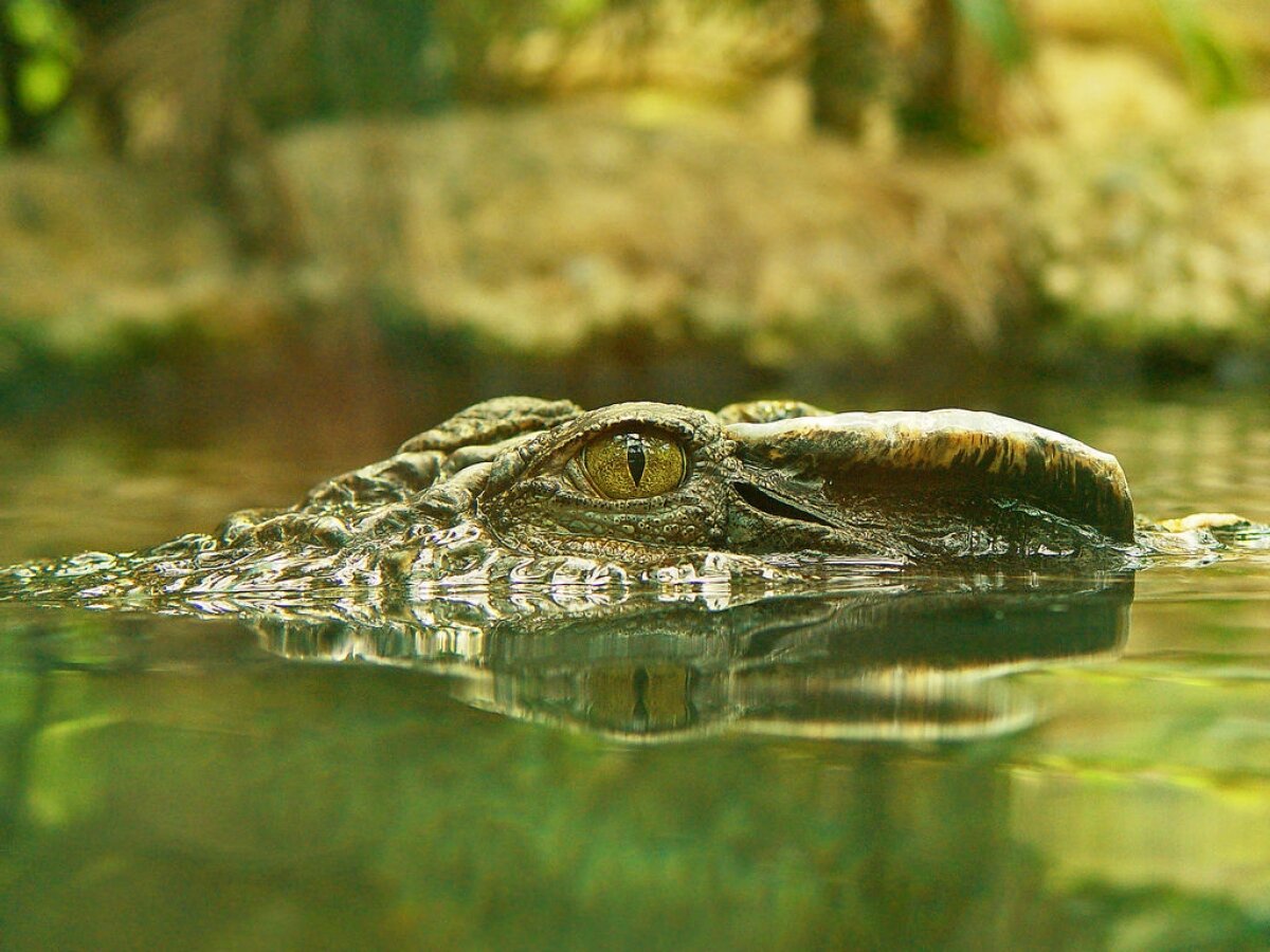 В подмосковной Балашихе поймали голодного крокодила – удивительные кадры