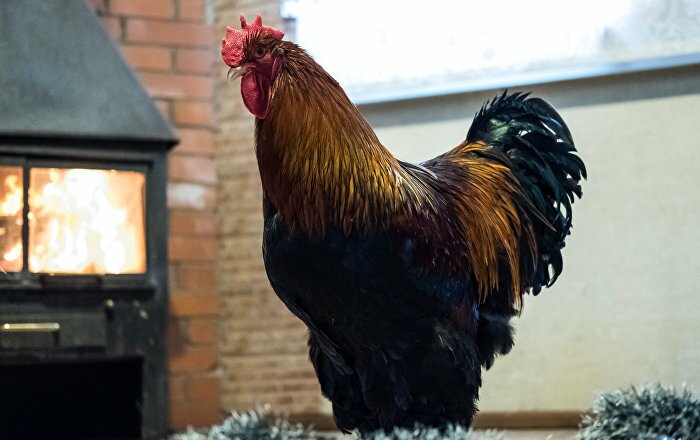 франция, петух, откусил, голову, ларральд, баскская, пелота, криминал, происшествия