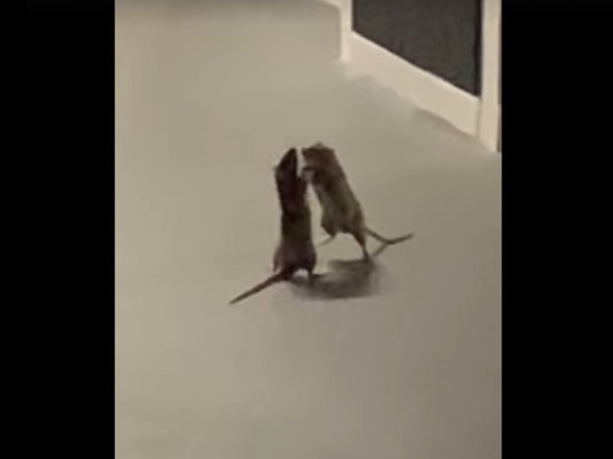 ​Шокированный поведением крыс кот прославился в Сети: кадры яростного сражения