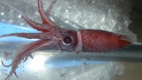 В Северном Ледовитом океане дайверы увидели редчайшее природное явление: кадры