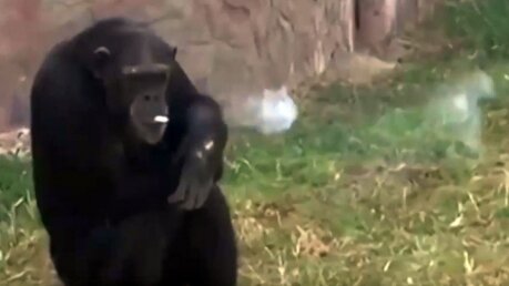 Удивительное зрелище в Северной Корее: шимпанзе Азалия вовсю курит и даже умеет пользоваться зажигалкой