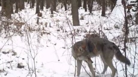 Чернобыль, Украина, Россия, волки, видео, радиация, заражение, угроза