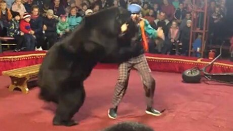 Нападение медведя на дрессировщика в Карелии: цирк обвинил зрителей