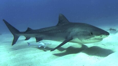 Кадры не для слабонервных: на Багамах акула укусила дайвера за голову