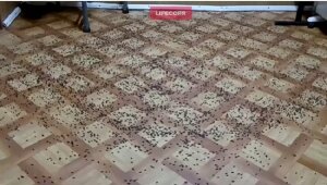 мокрицы, насекомые, строители, Крым