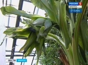 Иркутск, Россия, ботанический сад, бананы, наука