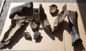 мамонт, мир животных, Таймыр, феномен, история, кости, фрагменты