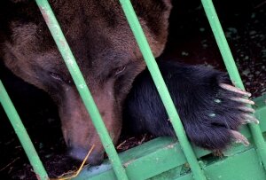 кемерово, происшествия, рука, медведь, новости россии, ампутация, нападение