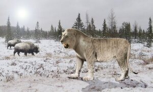 наука,технологии,общество,древние люди,пещерные львы