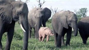 наука, Африка слоненок мир животных окраска аномалия видео (новости), происшествие
