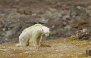Канада, арктический медведь, голод, видео, глобальное потепление