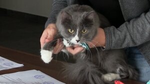 россия, пермь, барсик, кот, фирма, животные, видео, происшествия