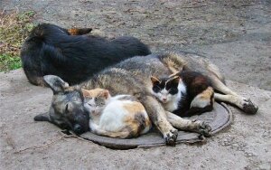 россия, хабаровск, животные, издевательство, петербург, происшествия, общество
