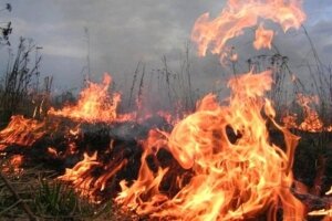 россия, рф, калининградская область, пожар, горит трава, смерть пенсионера