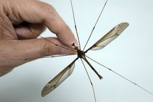 насекомое, комар, Holorusia mikado, Китай, энтомологи, цветочный нектар, человеческая кровь