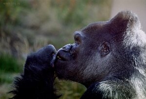 американский национальный зоопарк, западная равнинная горилла, язык Лингала, вымирание видов, угроза исчезновения