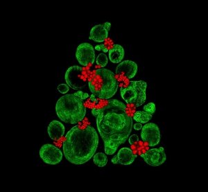 рисунок, коллаген, жировая клетка, жир, костный мозг, Университет Саутгемптон, новогодняя елка, рождественский венок, лазерная визуализация, регенрация, медицина